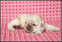 processed/667b5744-0341-4816-a8cd-e384c3fd8c55/listing/d1efee8f-7c2f-490f-a390-5ce66d6ef1e4/8f0f9e89-40fb-4a9a-916b-d572a8270d8f