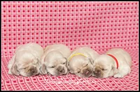 processed/667b5744-0341-4816-a8cd-e384c3fd8c55/listing/d1efee8f-7c2f-490f-a390-5ce66d6ef1e4/e491bb49-501d-4584-9155-57237d60023e