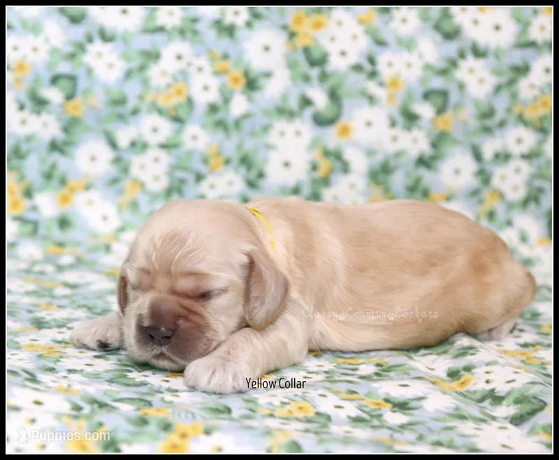 Blaze Yellow Collar  – Cocker Spaniel puppy for sale in Altona, IL