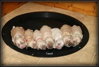 Blaze Yellow Collar , a male Cocker Spaniel for sale in Altona, IL – Photo 3 of 4