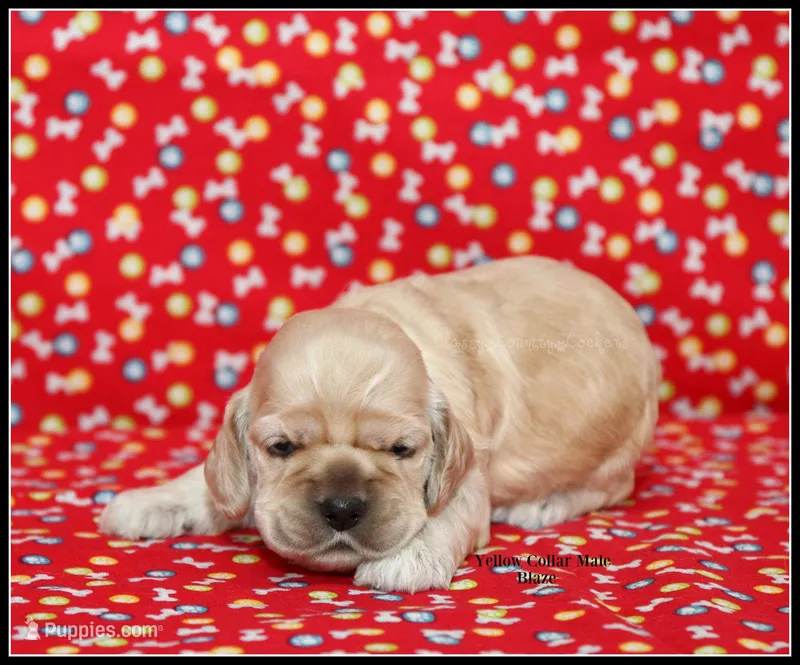 Blaze Yellow Collar  – Cocker Spaniel puppy for sale in Altona, IL