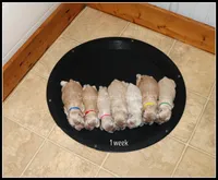 Blaze Yellow Collar , a male Cocker Spaniel for sale in Altona, IL – Photo 2 of 4