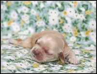 Thunder Red Collar , a male Cocker Spaniel for sale in Altona, IL – Photo 2 of 5