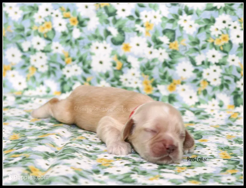 Thunder Red Collar , a male Cocker Spaniel for sale in Altona, IL – Photo 1 of 5