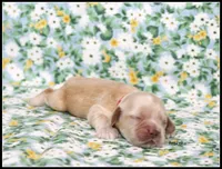 Thunder Red Collar , a male Cocker Spaniel for sale in Altona, IL – Photo 1 of 5