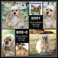 Thunder Red Collar , a male Cocker Spaniel for sale in Altona, IL – Photo 5 of 5