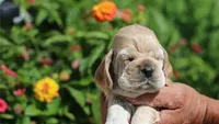 May, a female Cocker Spaniel for sale in Altona, IL – 2 of 5