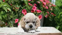 Blaze, a male Cocker Spaniel for sale in Altona, IL – 2 of 7