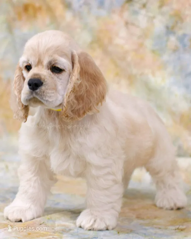 Blaze – Cocker Spaniel puppy for sale in Altona, IL