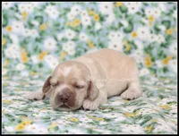 Gusty Green Collar, a male Cocker Spaniel for sale in Altona, IL – Photo 1 of 4