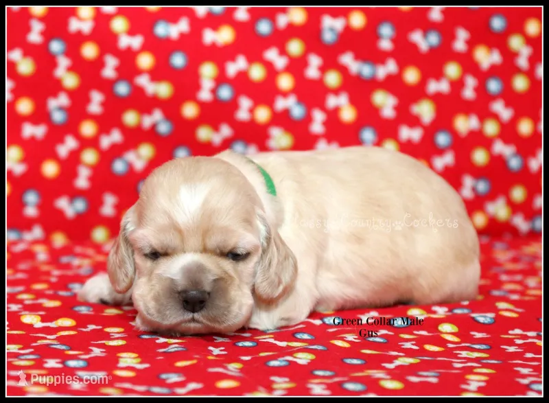 Gusty Green Collar – Cocker Spaniel puppy for sale in Altona, IL