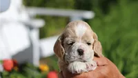 Striker, a male Cocker Spaniel for sale in Altona, IL – 2 of 8