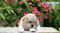 Blaze, a male Cocker Spaniel for sale in Altona, IL – 4 of 7