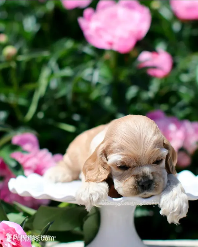 Princess – Cocker Spaniel puppy for sale in Altona, IL