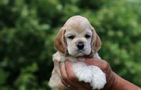 May, a female Cocker Spaniel for sale in Altona, IL – 2 of 5