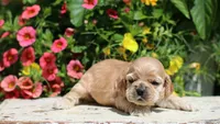 Princess, a female Cocker Spaniel for sale in Altona, IL – 3 of 7