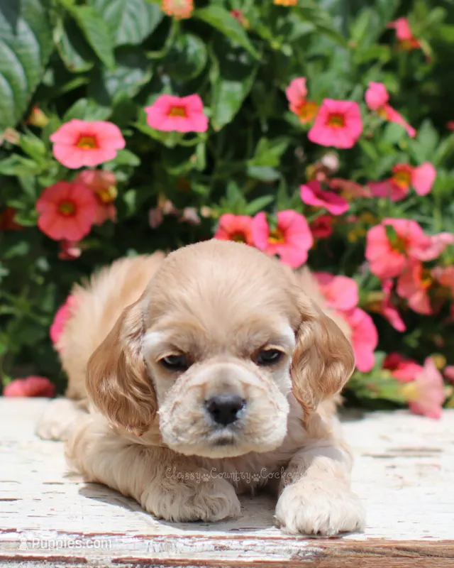 Princess – Cocker Spaniel puppy for sale in Altona, IL