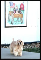 Cookie X Bing0 4-27-26, a  Cocker Spaniel for sale in Altona, IL – Photo 9 of 10