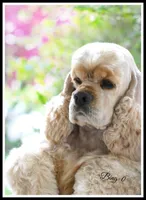 Cookie X Bing0 4-27-26, a  Cocker Spaniel for sale in Altona, IL – Photo 6 of 10