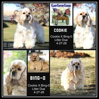 Cookie X Bing0 4-27-26, a  Cocker Spaniel for sale in Altona, IL – Photo 2 of 10