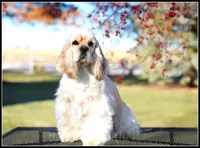 Cookie X Bing0 4-27-26, a  Cocker Spaniel for sale in Altona, IL – Photo 5 of 10