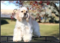 Cookie X Bing0 4-27-26, a  Cocker Spaniel for sale in Altona, IL – Photo 3 of 10