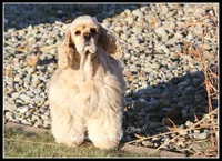 Cookie X Bing0 4-27-26, a  Cocker Spaniel for sale in Altona, IL – Photo 7 of 10