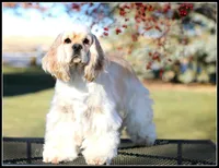Cookie X Bing0 4-27-26, a  Cocker Spaniel for sale in Altona, IL – Photo 4 of 10