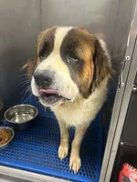 Samson, a male Saint Bernard for sale in Benton, KY – 1 of 3
