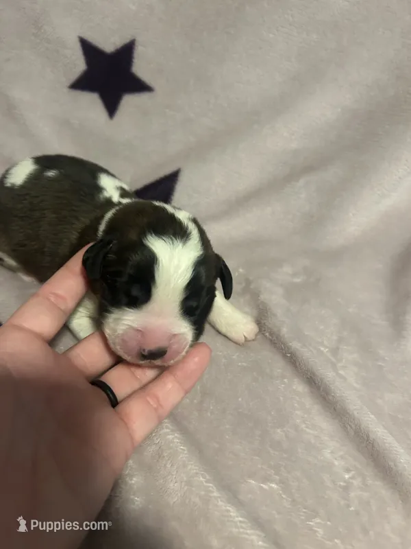 Yamal – Saint Bernard puppy for sale in Benton, KY