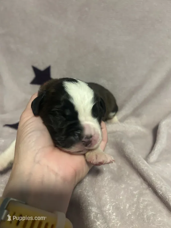 Messi  – Saint Bernard puppy for sale in Benton, KY