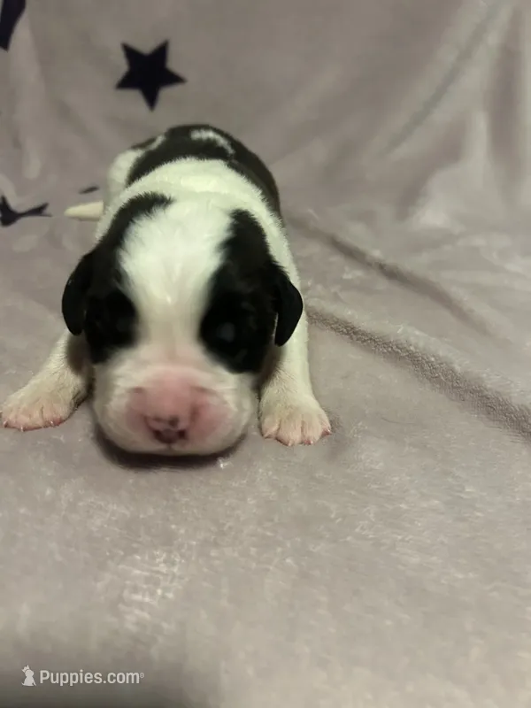 Haaland – Saint Bernard puppy for sale in Benton, KY