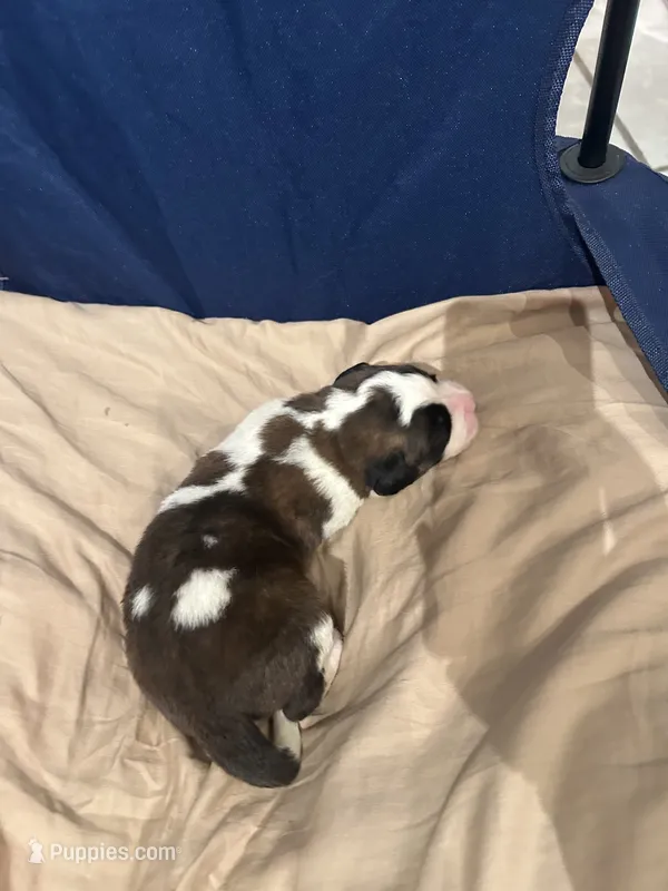 Yamal – Saint Bernard puppy for sale in Benton, KY