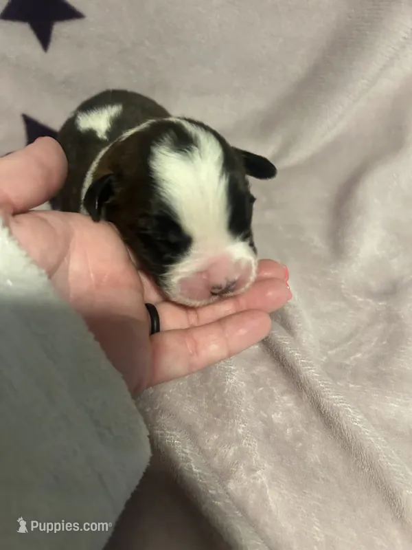 Bellingham – Saint Bernard puppy for sale in Benton, KY