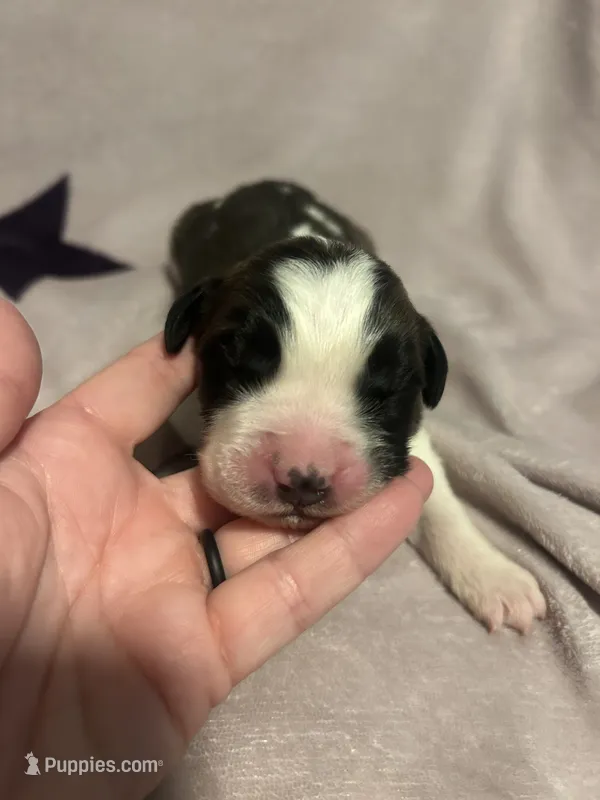 Mia Hamm – Saint Bernard puppy for sale in Benton, KY