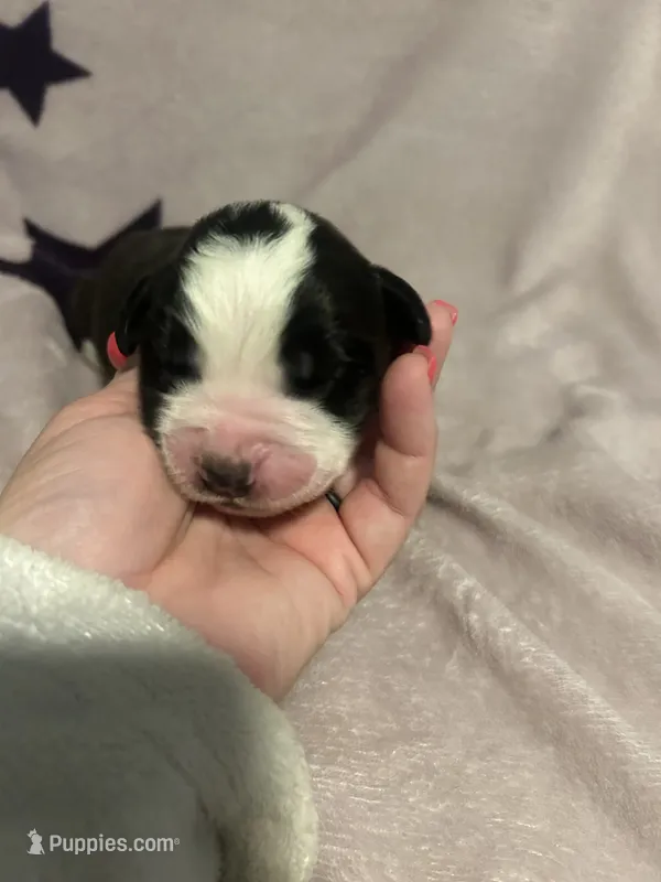 Mbappe – Saint Bernard puppy for sale in Benton, KY