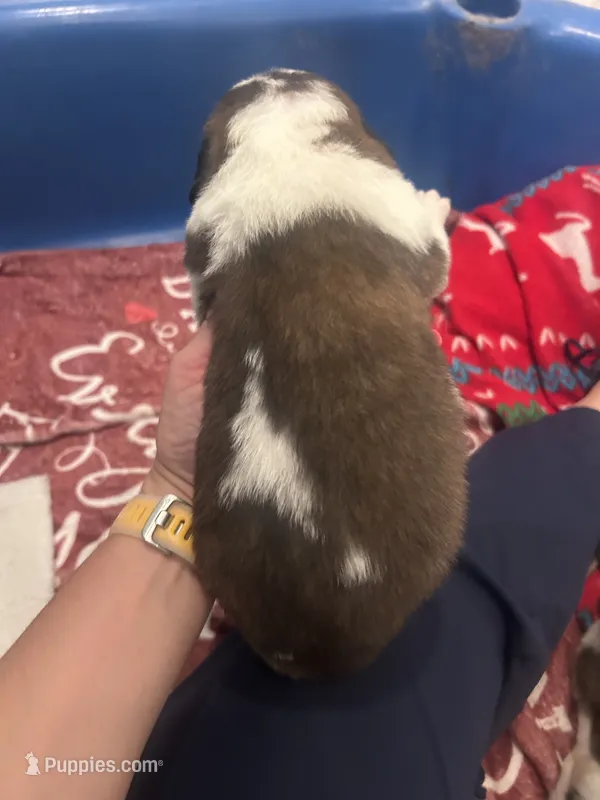 Bellingham – Saint Bernard puppy for sale in Benton, KY