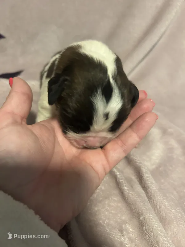 Pulisic – Saint Bernard puppy for sale in Benton, KY