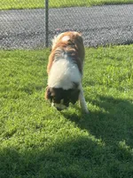 Samson, a male Saint Bernard for sale in Benton, KY – 2 of 3