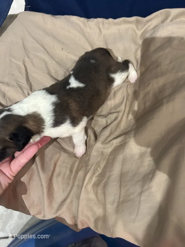 Bellingham – Saint Bernard puppy for sale in Benton, KY