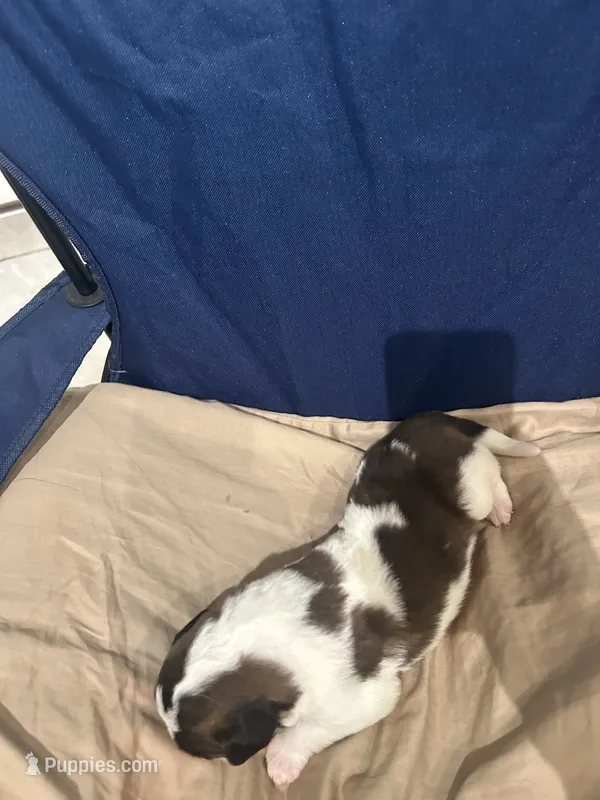 Pulisic – Saint Bernard puppy for sale in Benton, KY