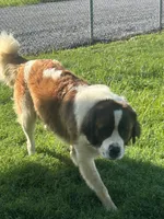 Samson, a male Saint Bernard for sale in Benton, KY – 3 of 3