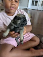 Apollo Jr., a male Pug for sale in Pensacola, FL – 3 of 4