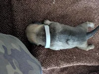 Apollo Jr., a male Pug for sale in Pensacola, FL – 4 of 4