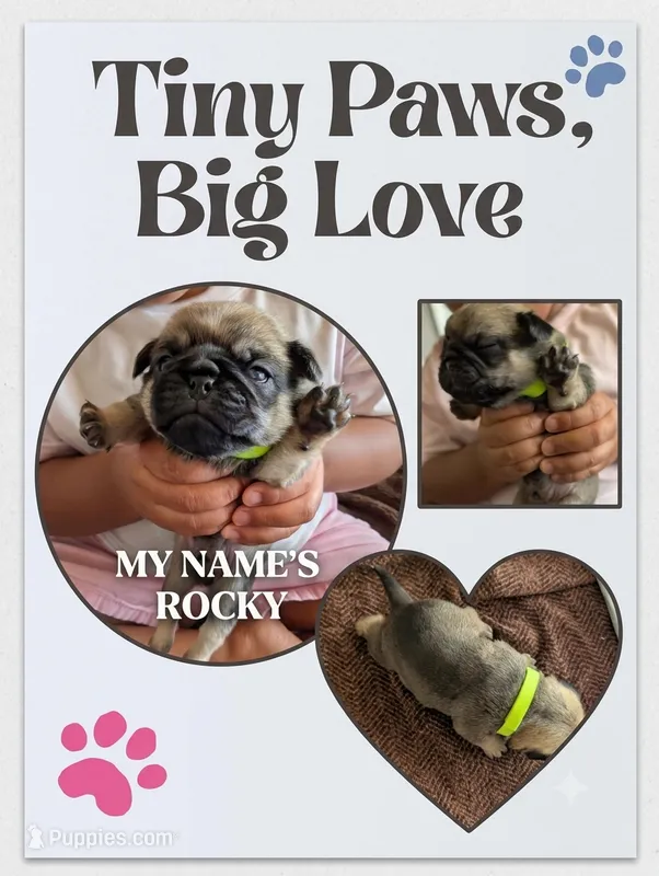Rocky – Pug puppy for sale in Pensacola, FL
