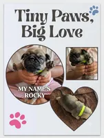 Rocky, a male Pug for sale in Pensacola, FL – 1 of 5