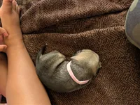 Celia, a female Pug for sale in Pensacola, FL – 2 of 4