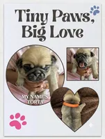 Torta, a female Pug for sale in Pensacola, FL – 1 of 4