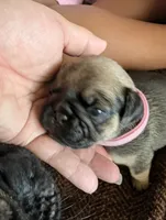 Celia, a female Pug for sale in Pensacola, FL – 4 of 4