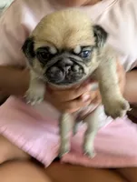 Torta, a female Pug for sale in Pensacola, FL – 3 of 4